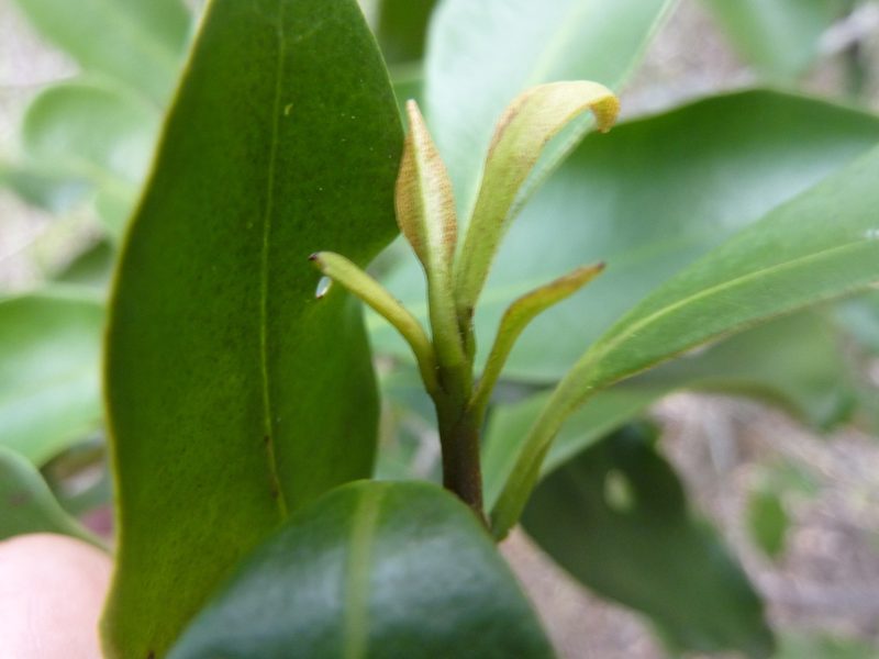 Myrsine serpenticola, photographed by Tony van Kampen