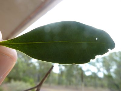 Myrsine serpenticola, photographed by Tony van Kampen
