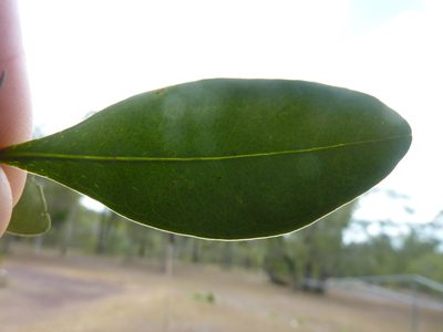 Myrsine serpenticola, photographed by Tony van Kampen