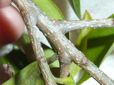 Myrsine serpenticola, photographed by Tony van Kampen
