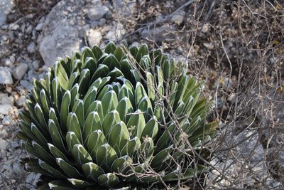 Agave victoriae-reginae, photographed by Francisco Martínez González