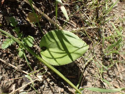 Fritillaria biflora, photographed by George Williams