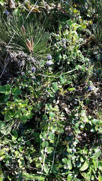 Ceanothus gloriosus, photographed by Alex