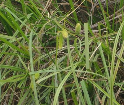 Carex maorica, photographed by John Steel