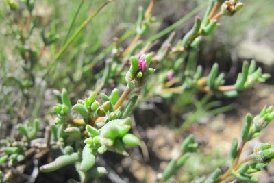 Trichodiadema pomeridianum, photographed by James Deacon