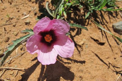 Hibiscus malacospermus, photographed by James Deacon