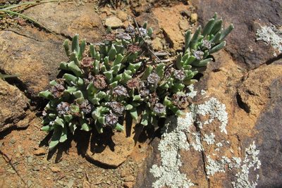Chasmatophyllum musculinum, photographed by James Deacon