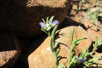 Polygala asbestina, photographed by James Deacon