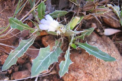 Blepharis mitrata, photographed by James Deacon