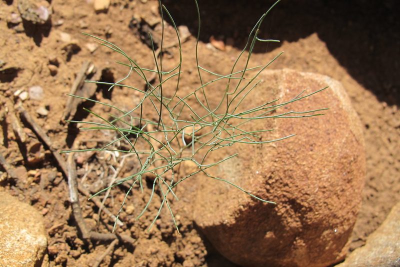Schizobasis intricata, photographed by James Deacon