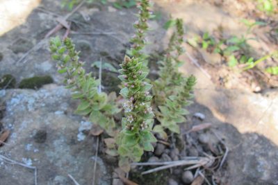 Crassula obovata, photographed by James Deacon