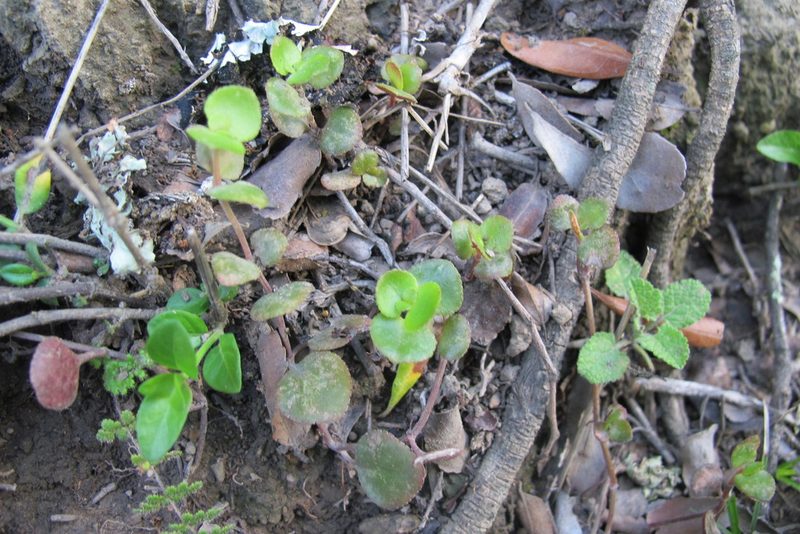 Crassula spathulata, photographed by James Deacon