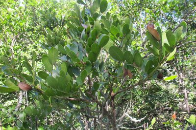 Schotia latifolia, photographed by James Deacon