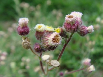 Erigeron variifolius, photographed by Alexis López Hernández