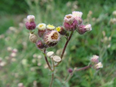 Erigeron variifolius, photographed by Alexis López Hernández