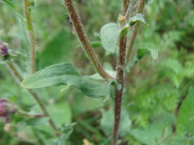 Erigeron variifolius, photographed by Alexis López Hernández