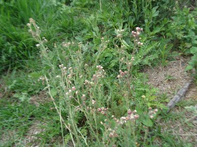 Erigeron variifolius, photographed by Alexis López Hernández