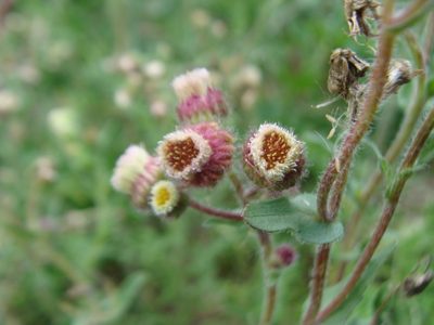 Erigeron variifolius, photographed by Alexis López Hernández