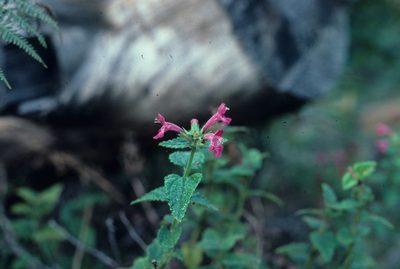 Stachys thunbergii, photographed by Tom Lloyd Evans
