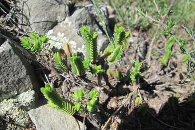 Crassula ericoides, photographed by James Deacon