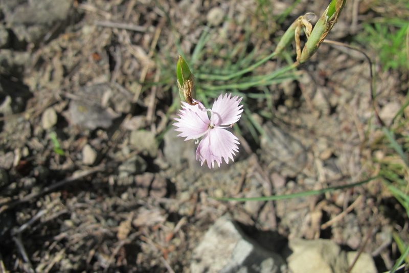 Dianthus micropetalus, photographed by James Deacon