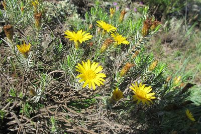 Oedera pungens, photographed by James Deacon