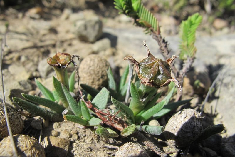 Bergeranthus vespertinus, photographed by James Deacon