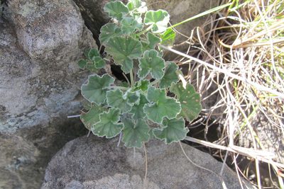 Pelargonium reniforme, photographed by James Deacon
