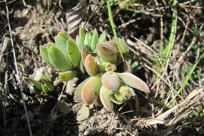 Crassula lanuginosa, photographed by James Deacon