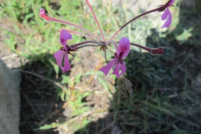 Pelargonium reniforme, photographed by James Deacon