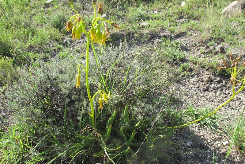 Cotyledon campanulata, photographed by James Deacon