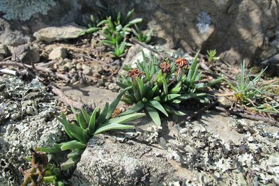 Bergeranthus vespertinus, photographed by James Deacon