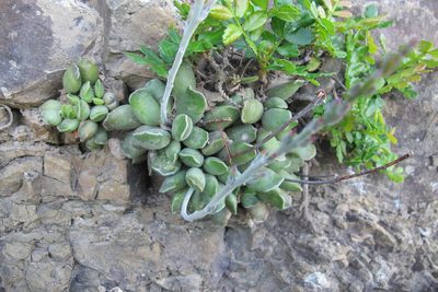 Adromischus cristatus