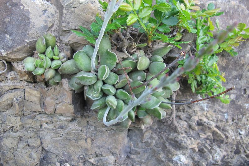 Adromischus cristatus, photographed by James Deacon