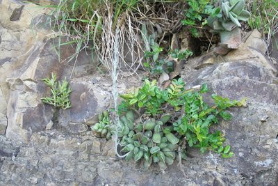 Adromischus cristatus, photographed by James Deacon