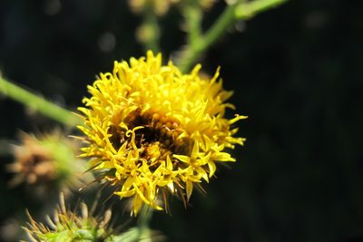 Berkheya carduoides, photographed by James Deacon