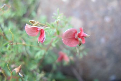Indigofera woodii, photographed by James Deacon