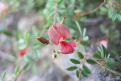 Indigofera woodii, photographed by James Deacon