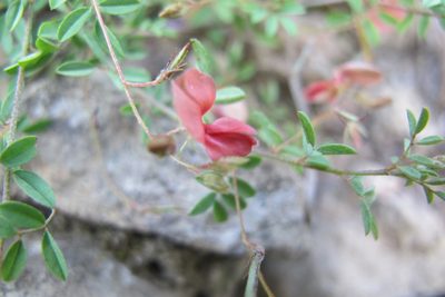 Indigofera woodii, photographed by James Deacon
