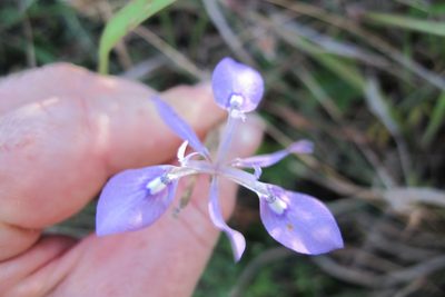 Moraea elliotii, photographed by James Deacon
