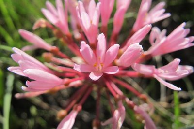 Haemanthus carneus, photographed by James Deacon