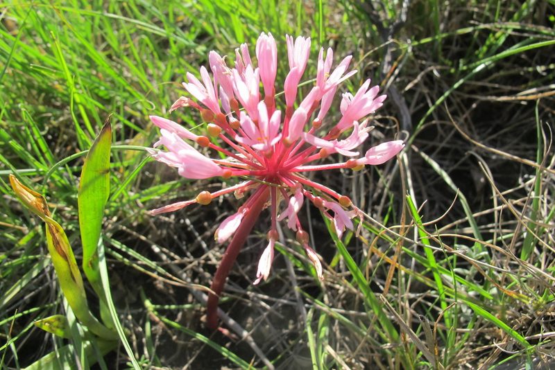 Haemanthus carneus, photographed by James Deacon