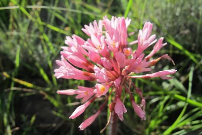 Haemanthus carneus, photographed by James Deacon