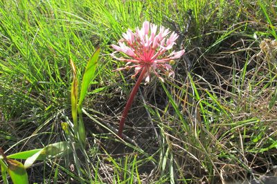 Haemanthus carneus, photographed by James Deacon