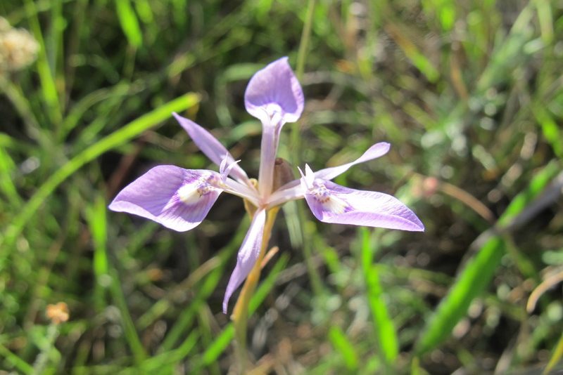 Moraea elliotii, photographed by James Deacon