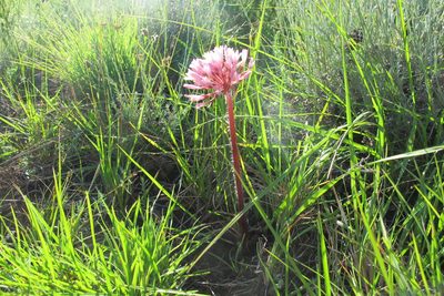 Haemanthus carneus, photographed by James Deacon