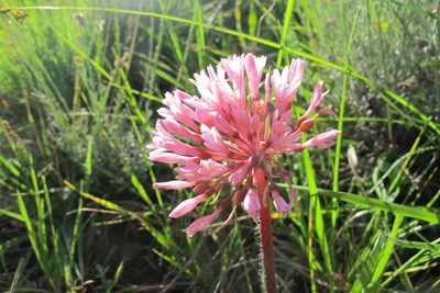 Haemanthus carneus, photographed by James Deacon