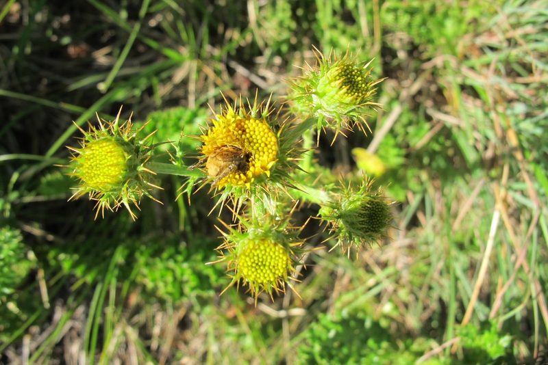 Berkheya carduoides, photographed by James Deacon