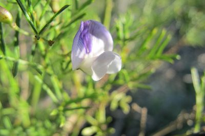 Psoralea glabra, photographed by James Deacon