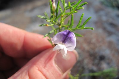 Psoralea glabra, photographed by James Deacon